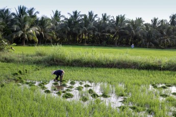 Transplanting rice in the Mekong Delta
