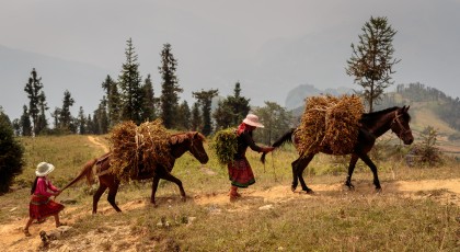 Ha Giang - Carrying grass for the farm animals