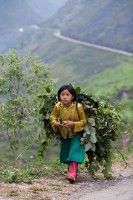 Ha Giang - Young girl carrying grass