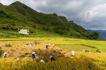 Ha Giang rice harvest