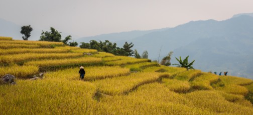 Ha Giang - rice terraced