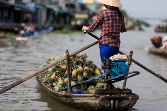 Pineapples season in the Mekong Delta