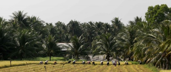 Rice harvest in the Mekong Delta