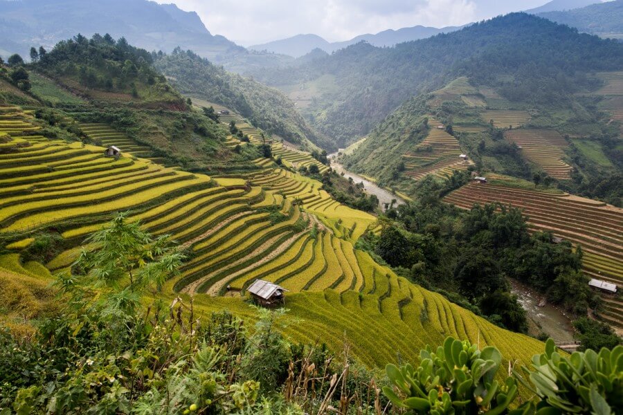 Mu Cang Chai rice terrace landscape