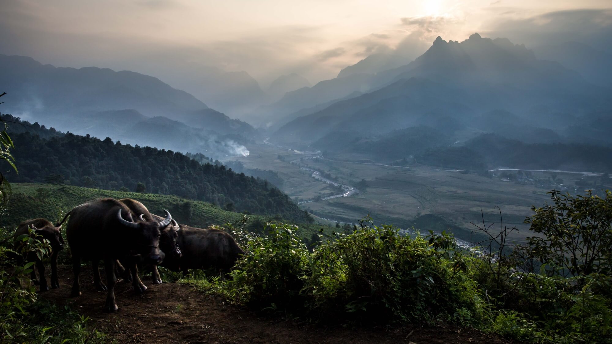 Vietnam Buffaloes with Mountainous Landscape