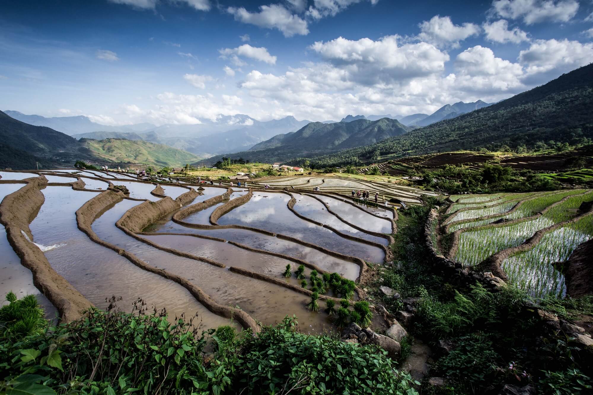 Vietnam Rice Terrace Plantation Season