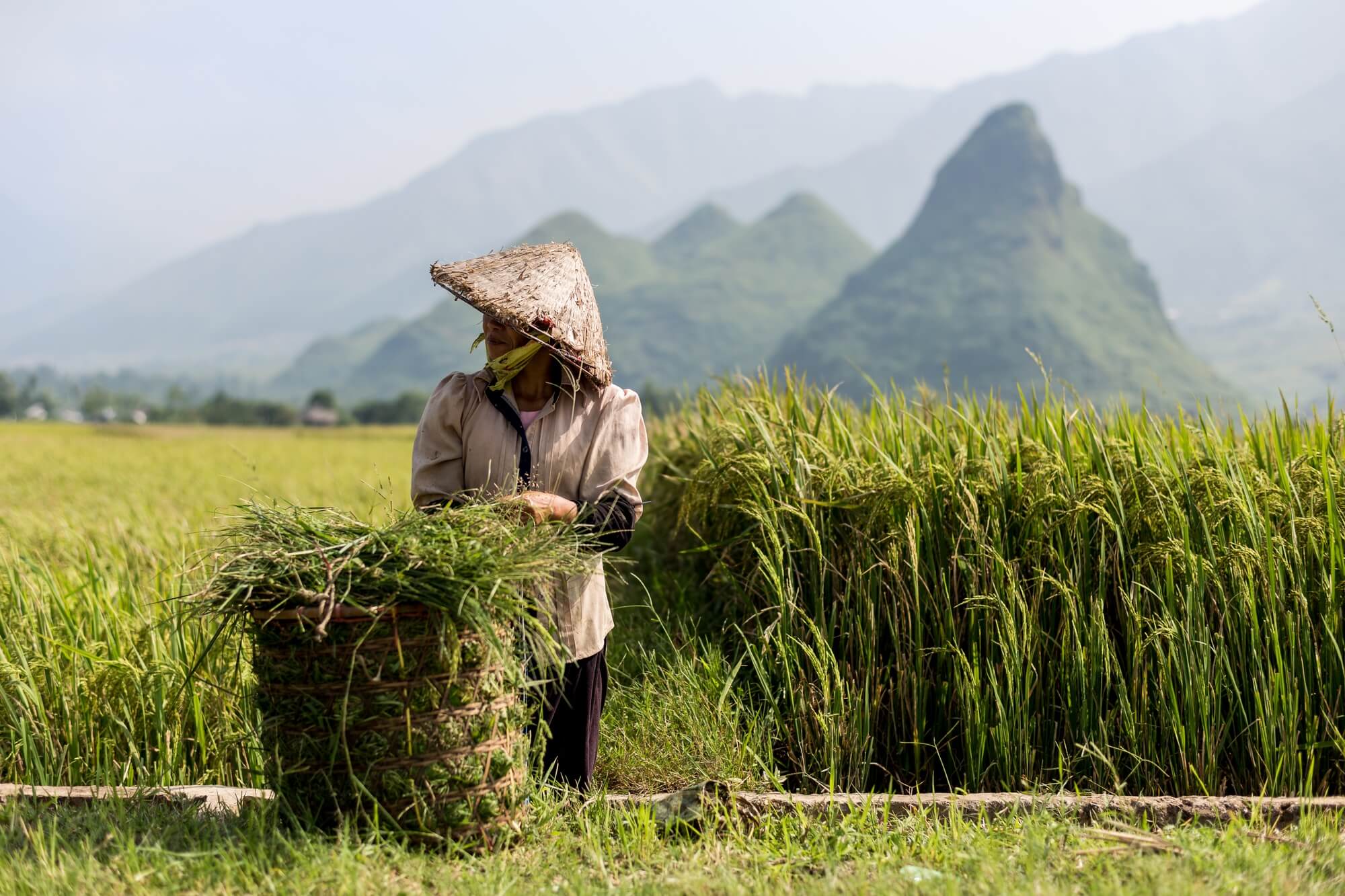 Vietnamese woman with freshly cut rice on mountainous background