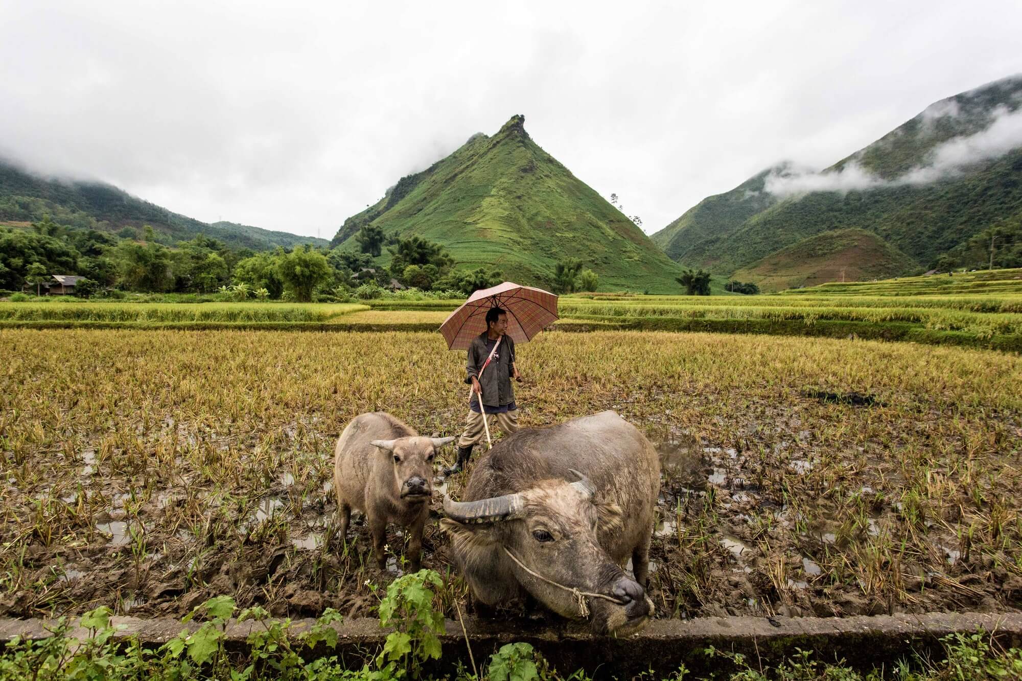 Vietnamese man with umbrella taking care of two buffaloes
