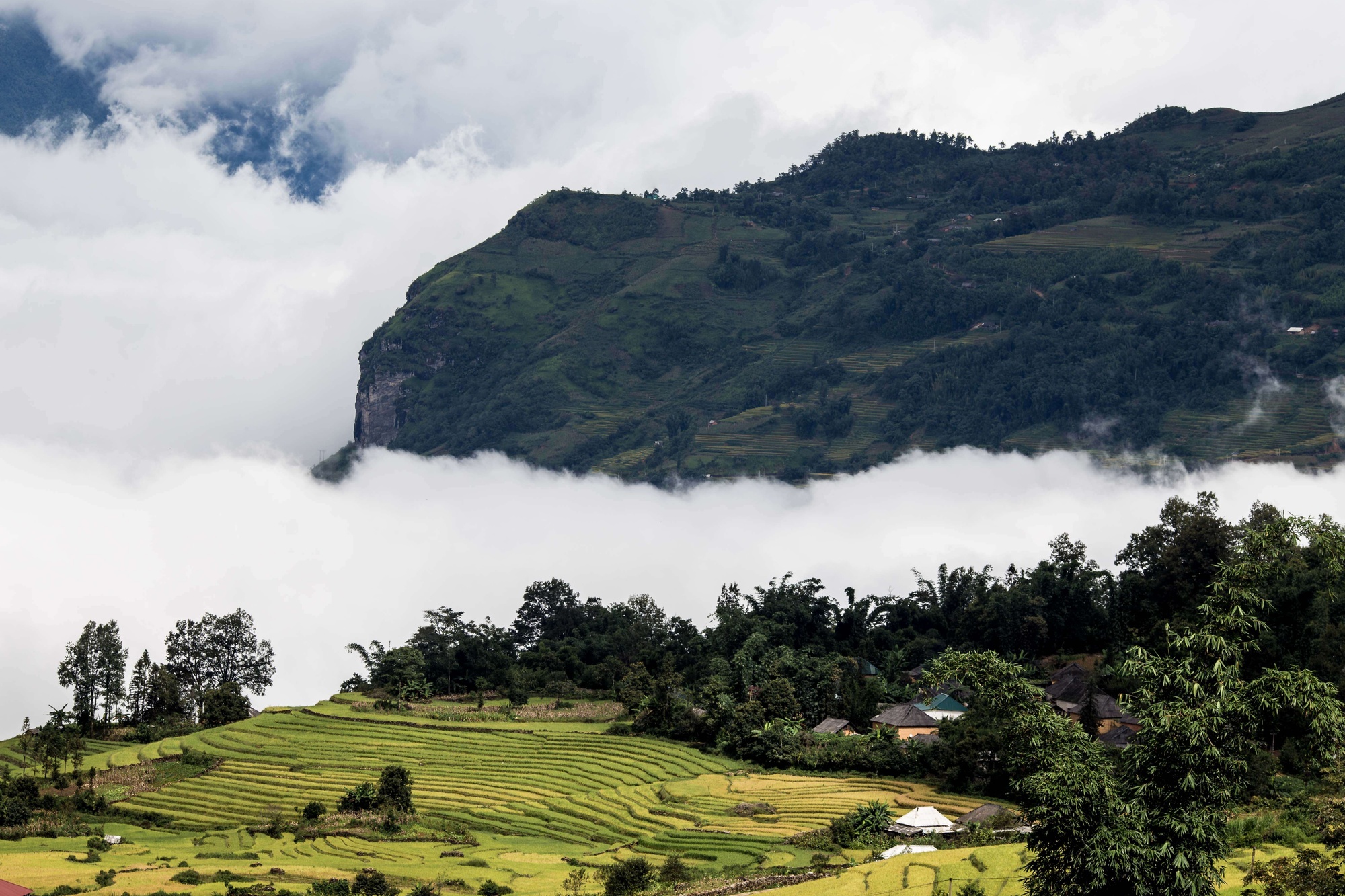 North Vietnam rice terrace misty landscape North Vietnam rice terrace misty landscape