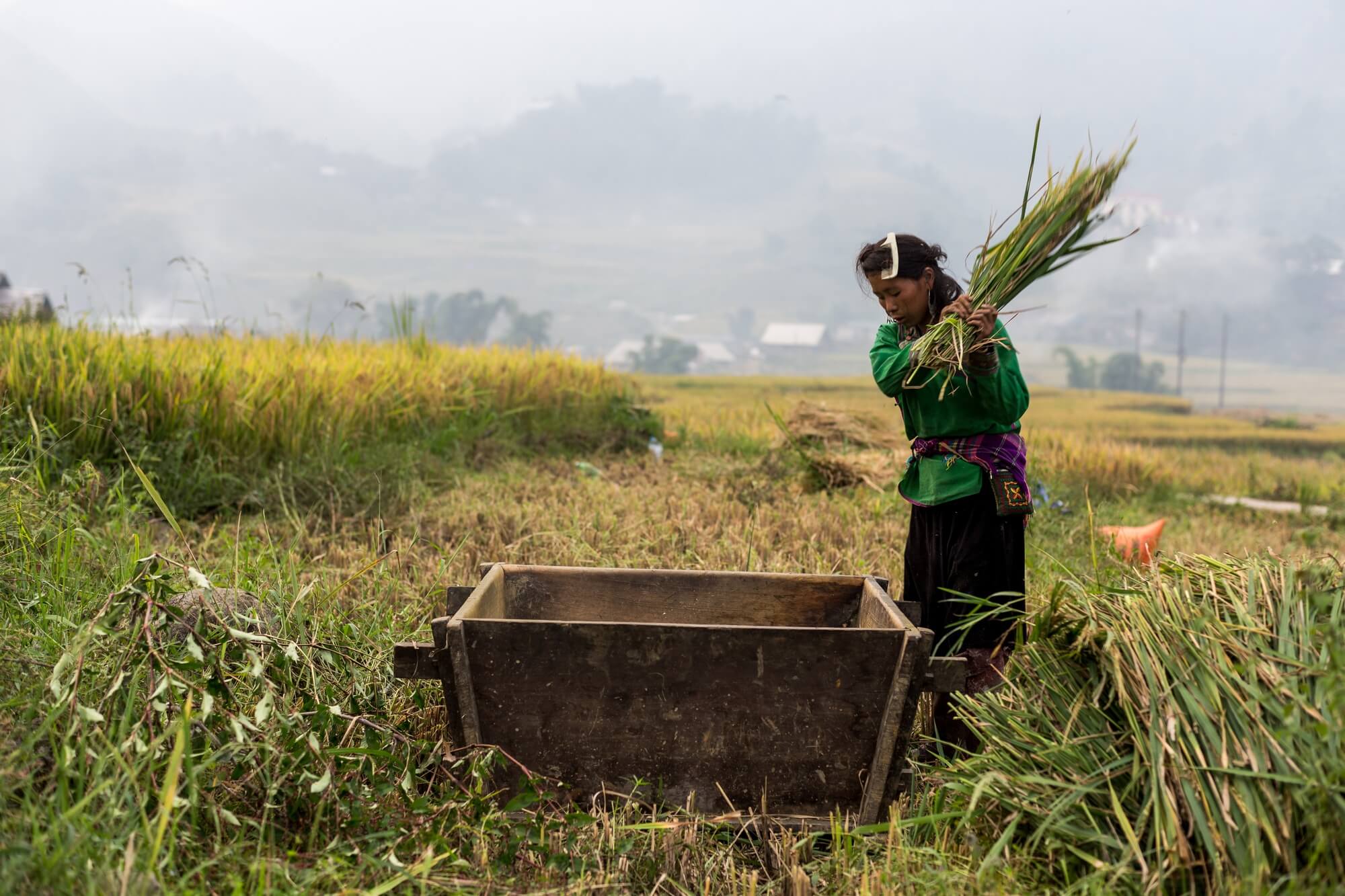 Muong woman threshing rice