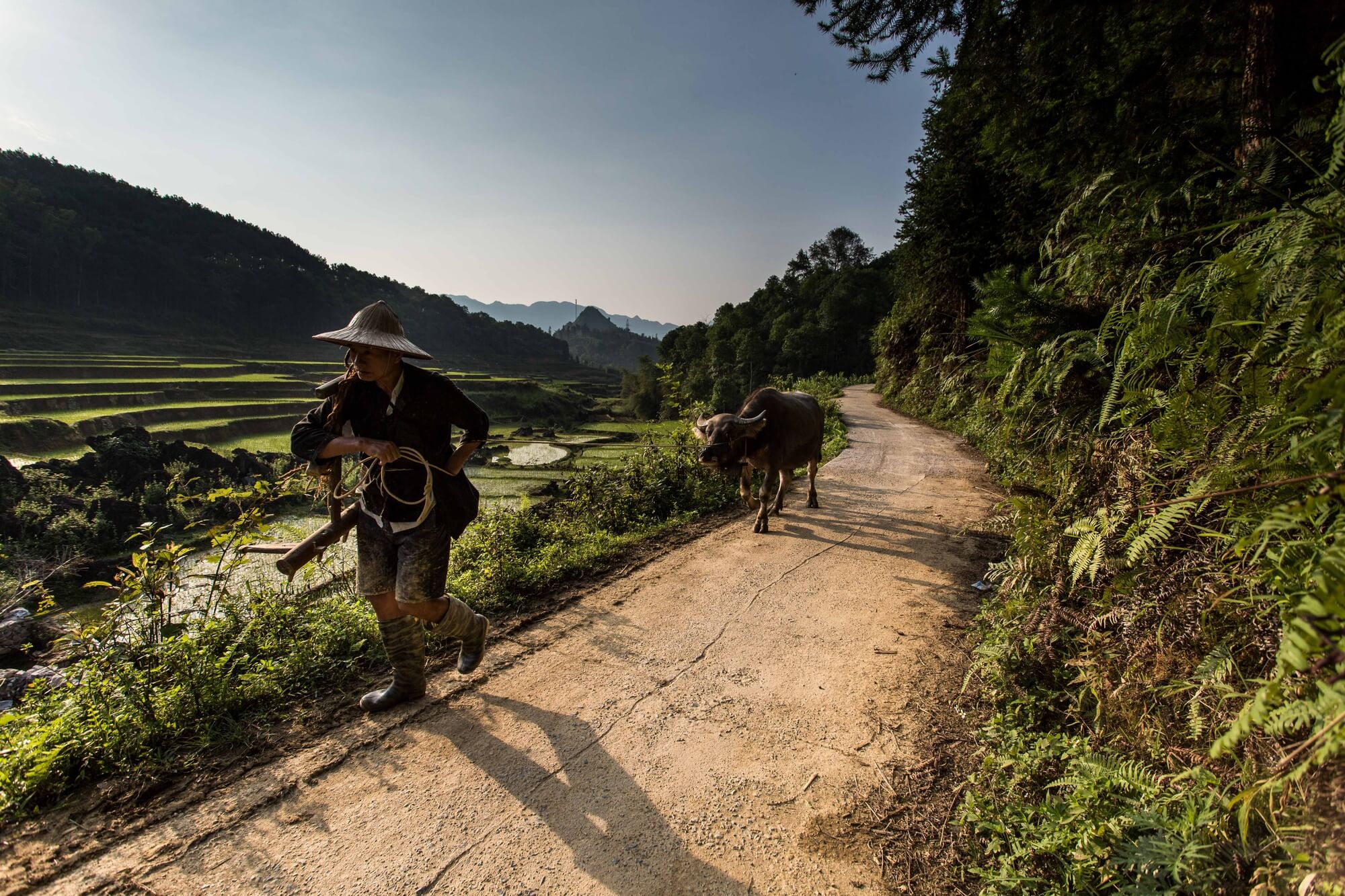 Vietnam Quan Ba minority man pulling buffalo on rice terrace backdrop