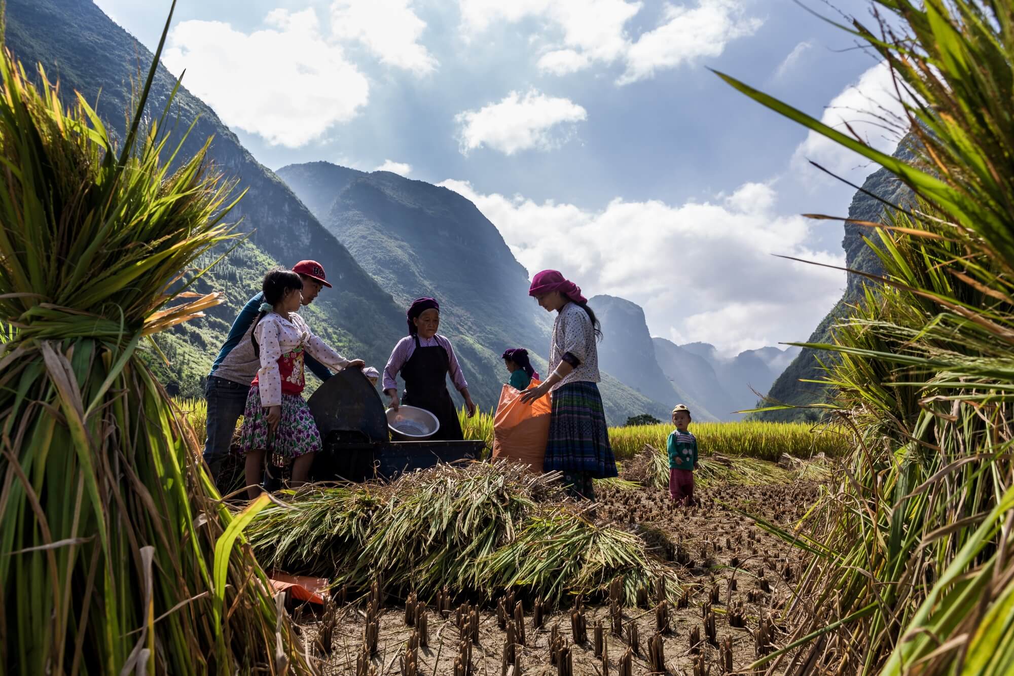 North Vietnamese family harvesting rice field on mountain plateau