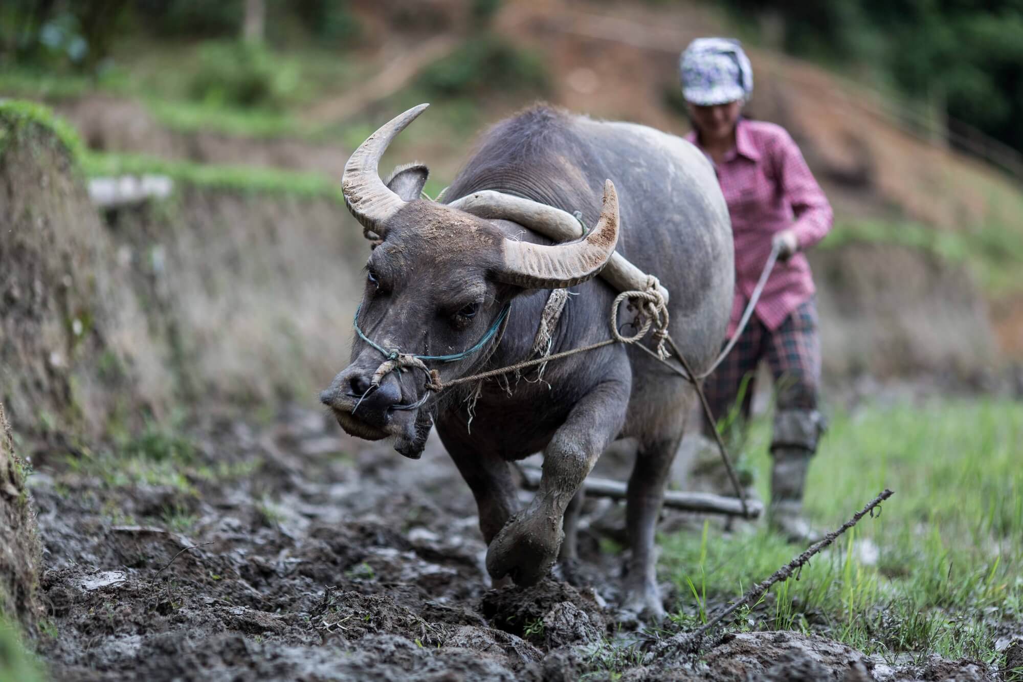 Close up of buffalo and Vietnamese minority working the rice fields