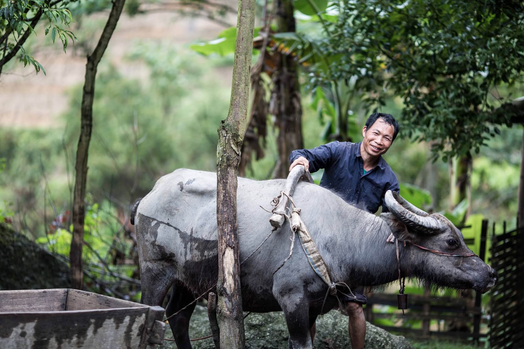 Portrait of smiling North Vietnamese man taking care of his buffalo
