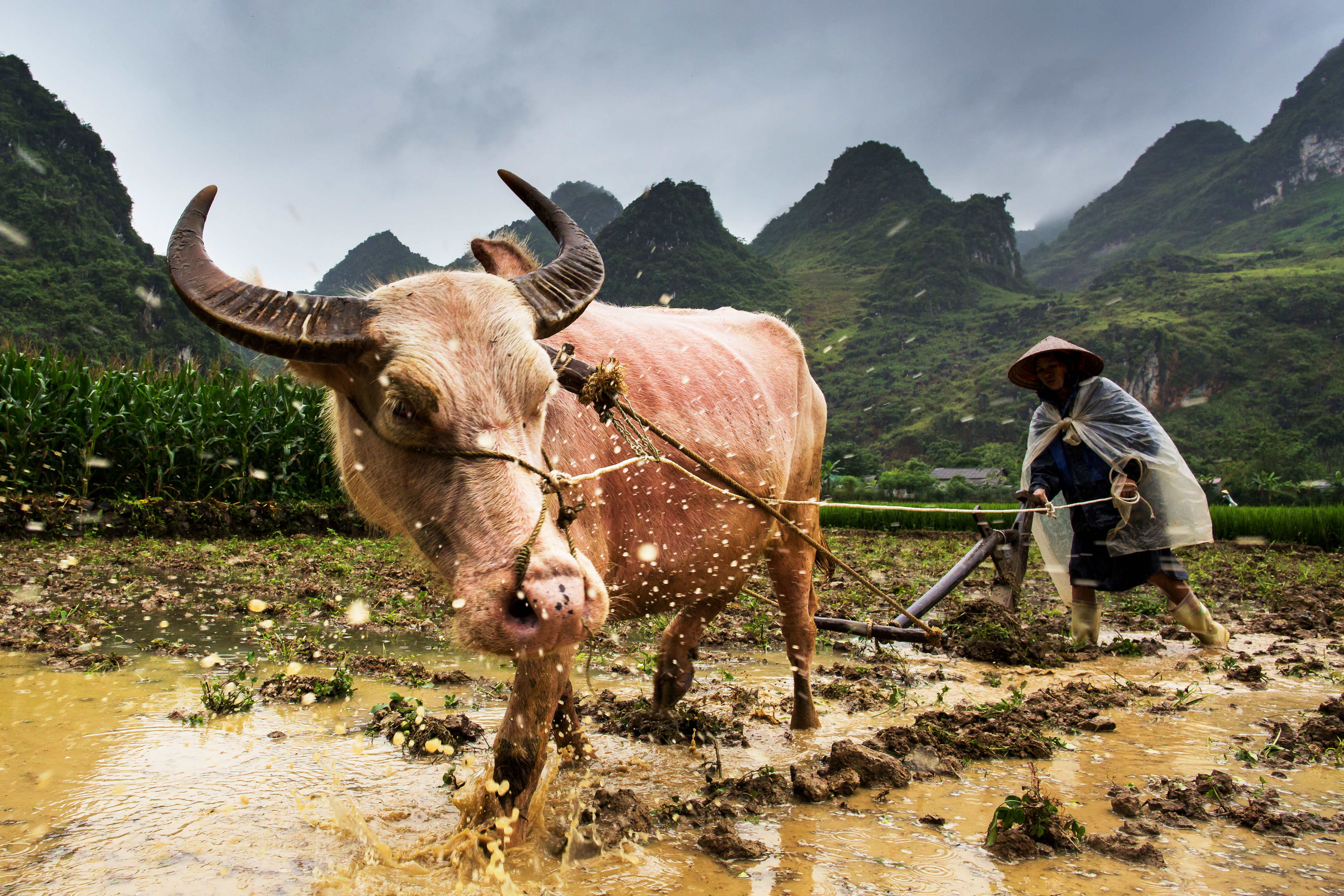 Hmong-woman-preparing-her-field-for-plowing