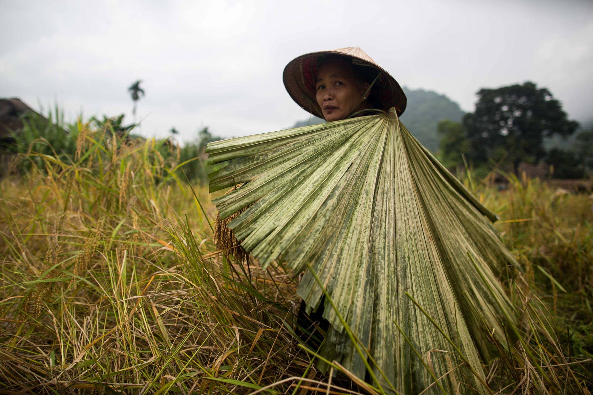 Portrait of a woman harvesting sticky rice and protecting herself from the sun with a palm leaf