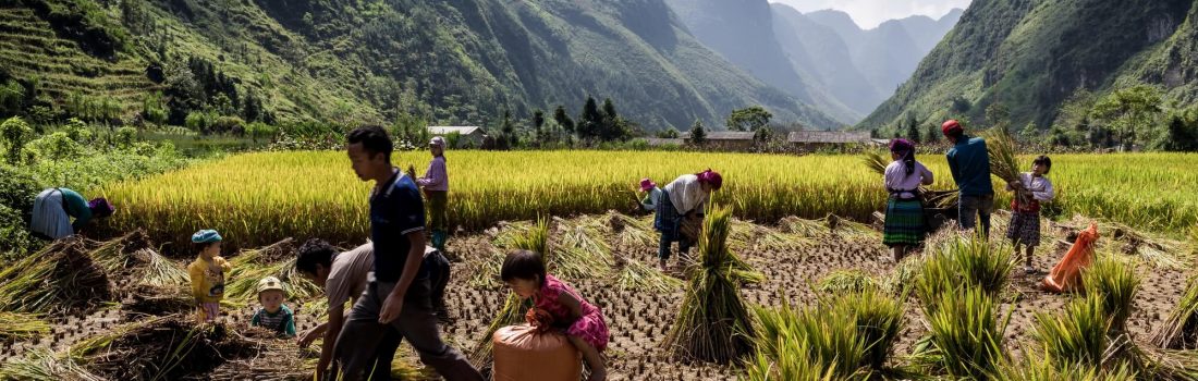 North Vietnamese family rice harvest activity on mountain plateau