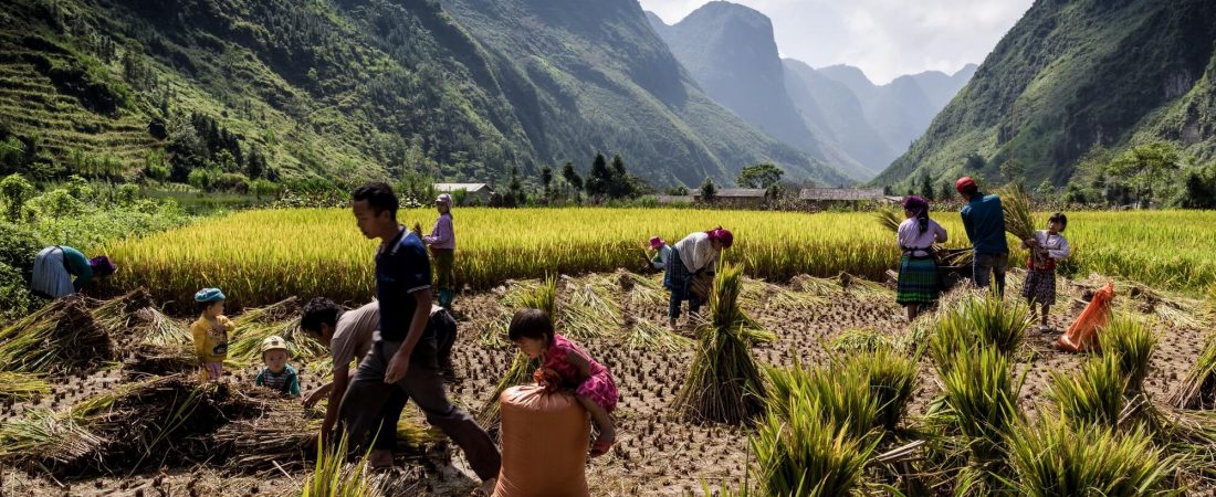 North Vietnamese family rice harvest activity on mountain plateau